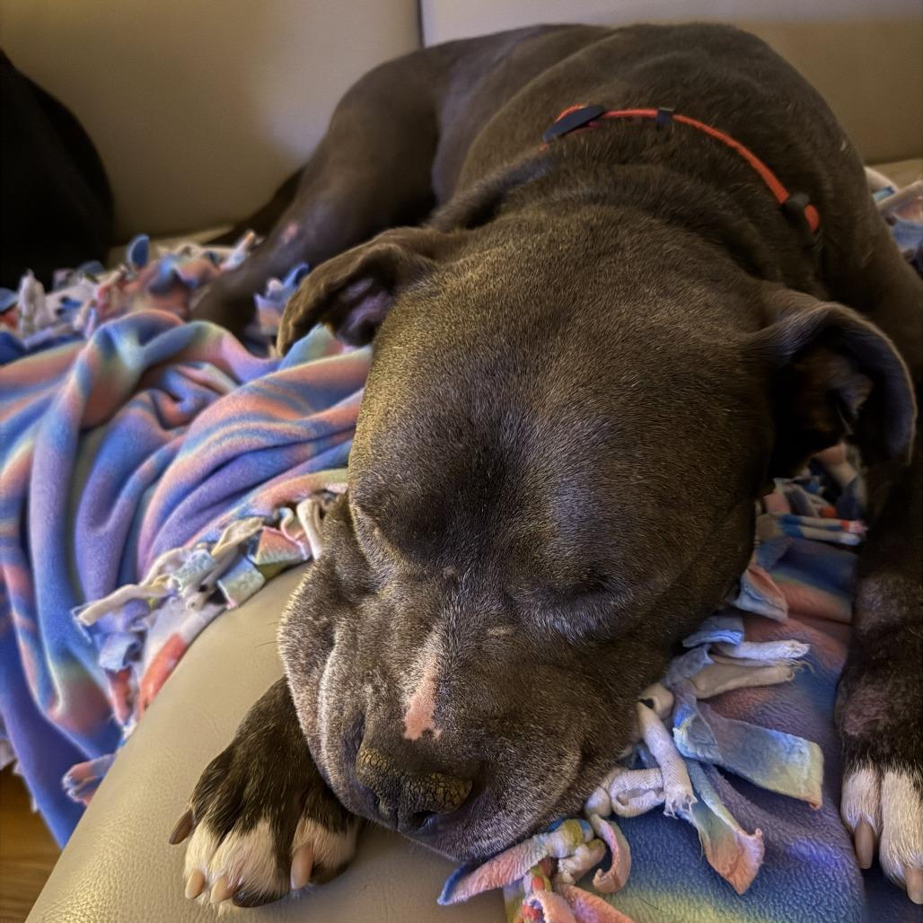 Enlarge Kringle, a Adoptable Pit Bull Terrier in Tacoma, WA image 2/4