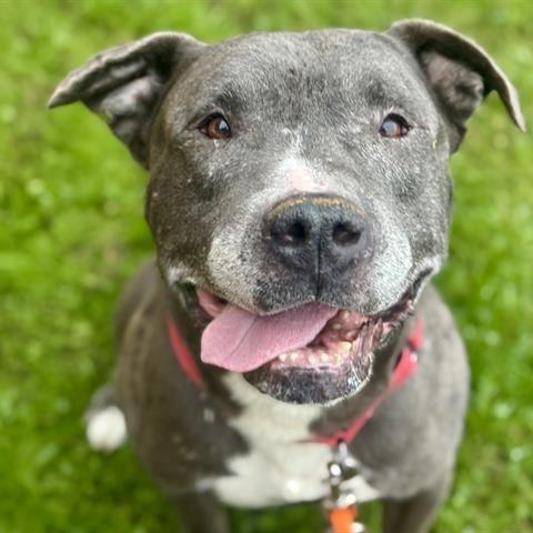 Enlarge Kringle, a Adoptable Pit Bull Terrier in Tacoma, WA image 3/4