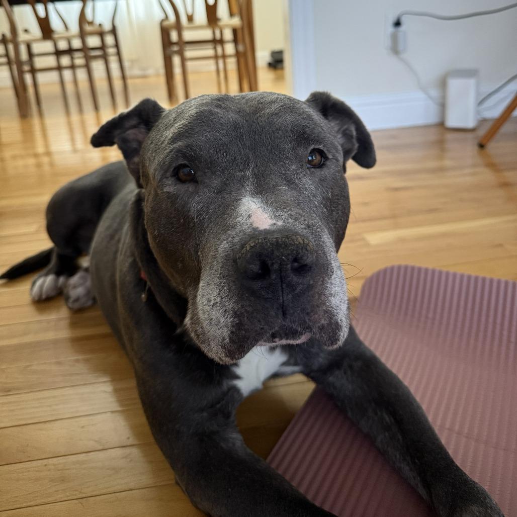 Enlarge Kringle, a Adoptable Pit Bull Terrier in Tacoma, WA image 4/4