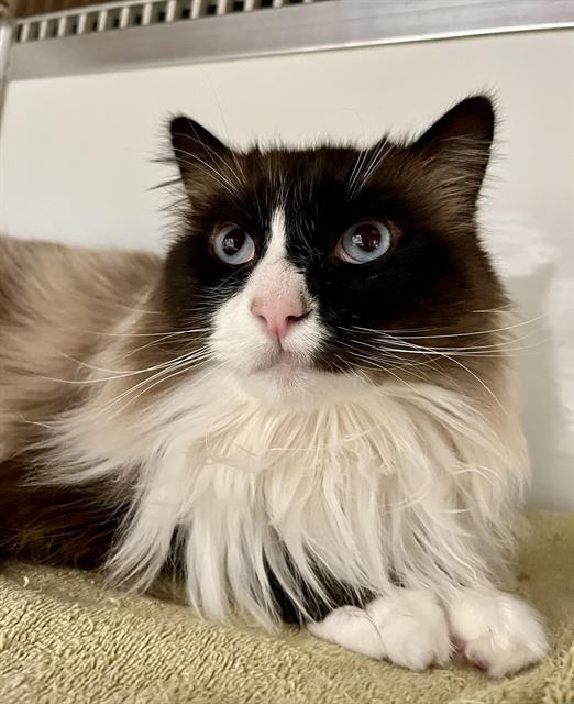 WHISKEY, Adoptable, Adult Male Domestic Medium Hair.