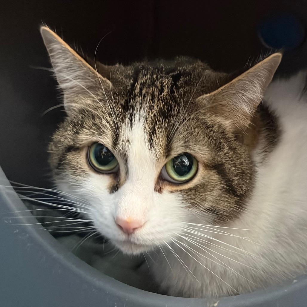 Baxter, Adoptable, Senior Female Domestic Short Hair.