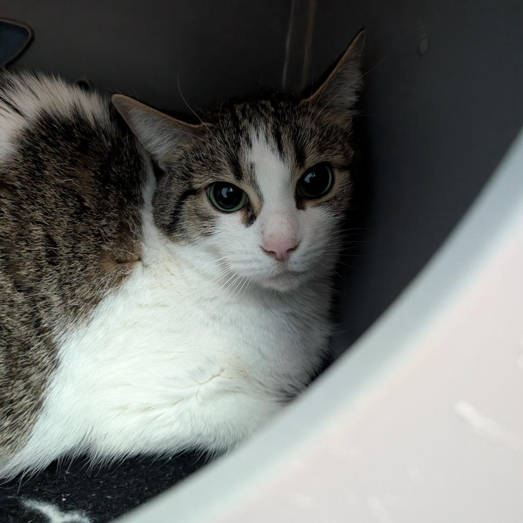 Baxter, Adoptable, Senior Female Domestic Short Hair.