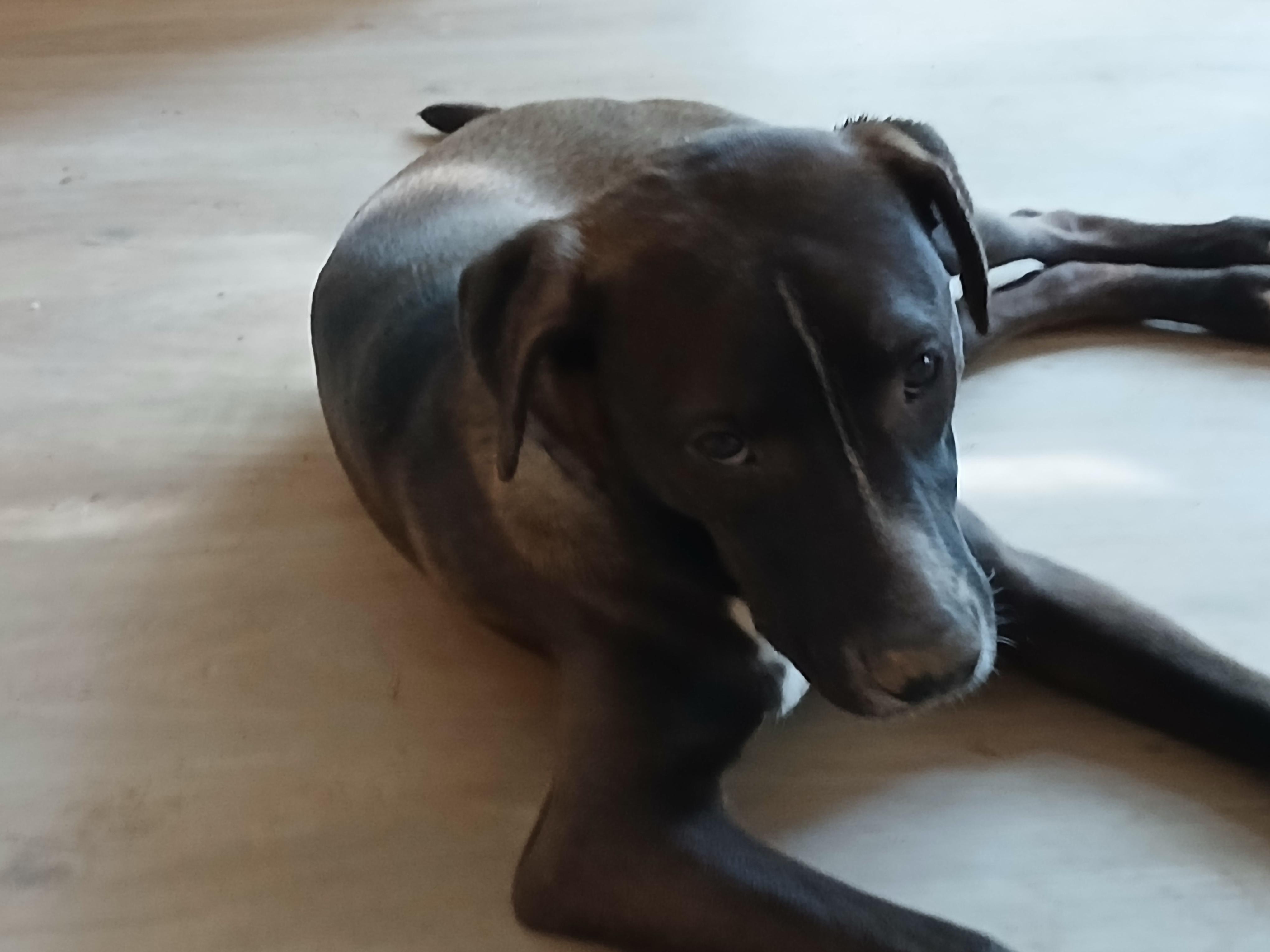 Enlarge Nugget, a Adopted mixed breed in Hollins, VA image 3/4