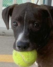 Nugget, Adopted, Young Male Boxer & Mixed Breed.
