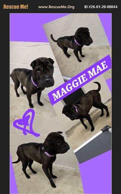 Enlarge Maggie Mae, a Adoptable Shar-Pei in Hampton, NJ image 1/1