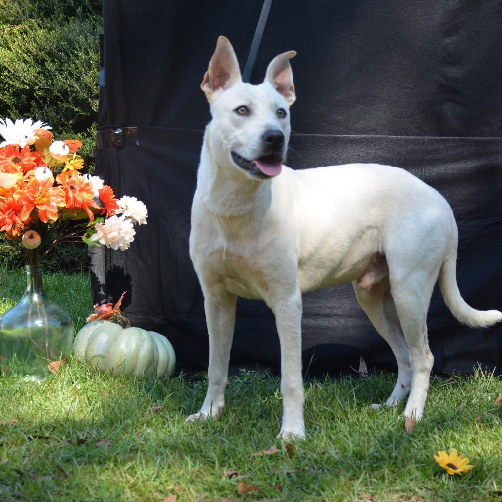 Julius, Adoptable, Adult Male White German Shepherd.