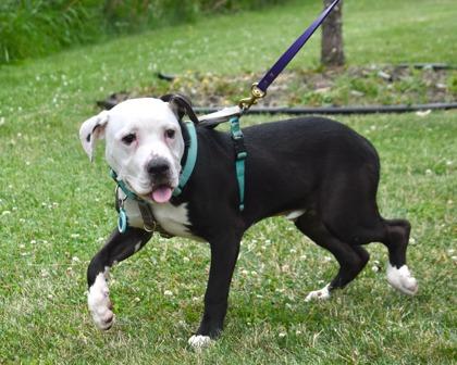 Enlarge Brock Lee, a Adoptable mixed breed in West Seneca, NY image 1/3