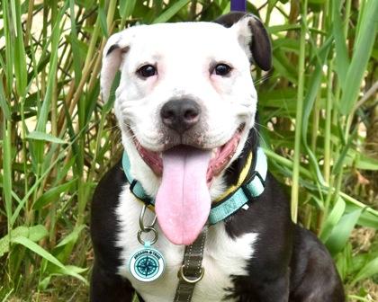 Enlarge Brock Lee, a Adoptable mixed breed in West Seneca, NY image 2/3