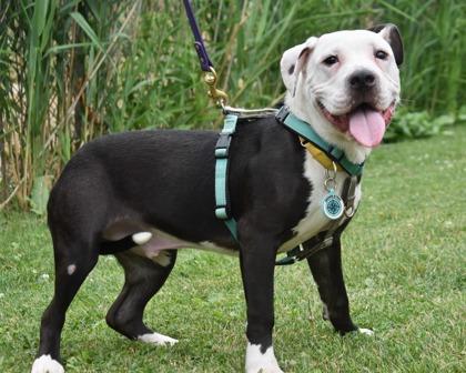 Enlarge Brock Lee, a Adoptable mixed breed in West Seneca, NY image 3/3