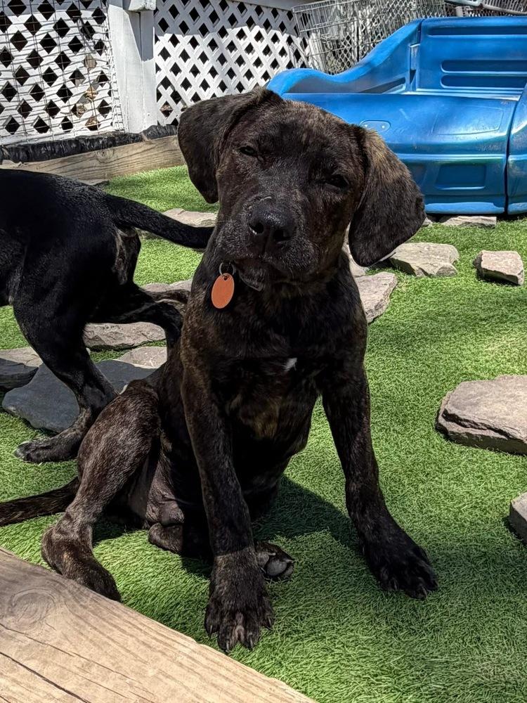 Harry, Adoptable, Puppy Male Mixed Breed.