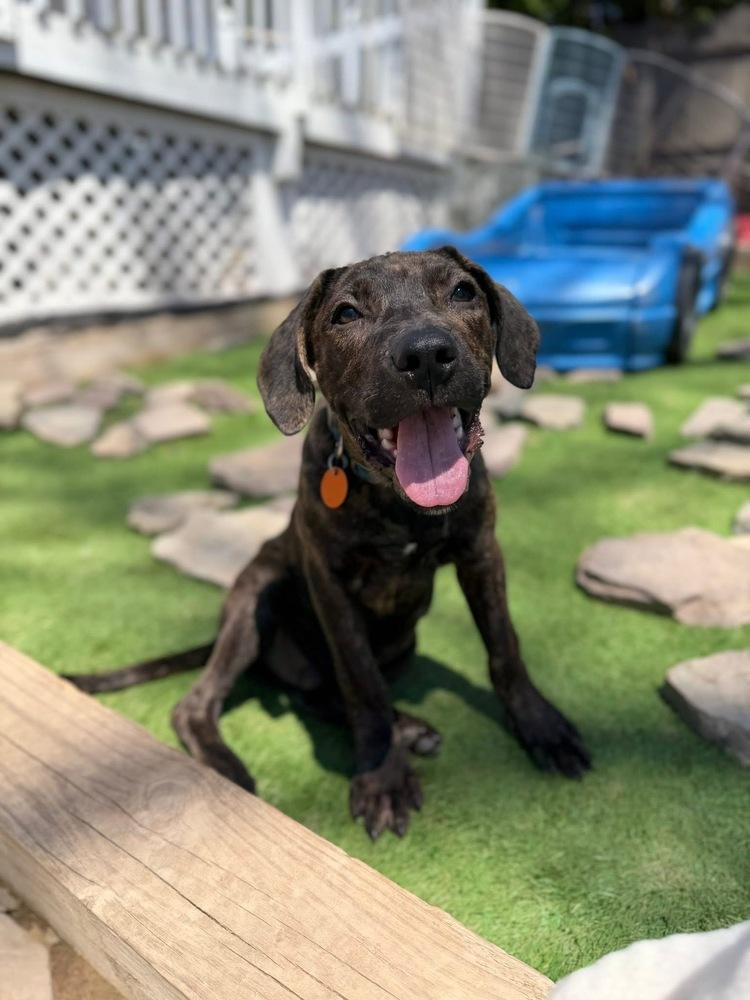 Enlarge Harry, a Adoptable mixed breed in Scranton, PA image 3/3
