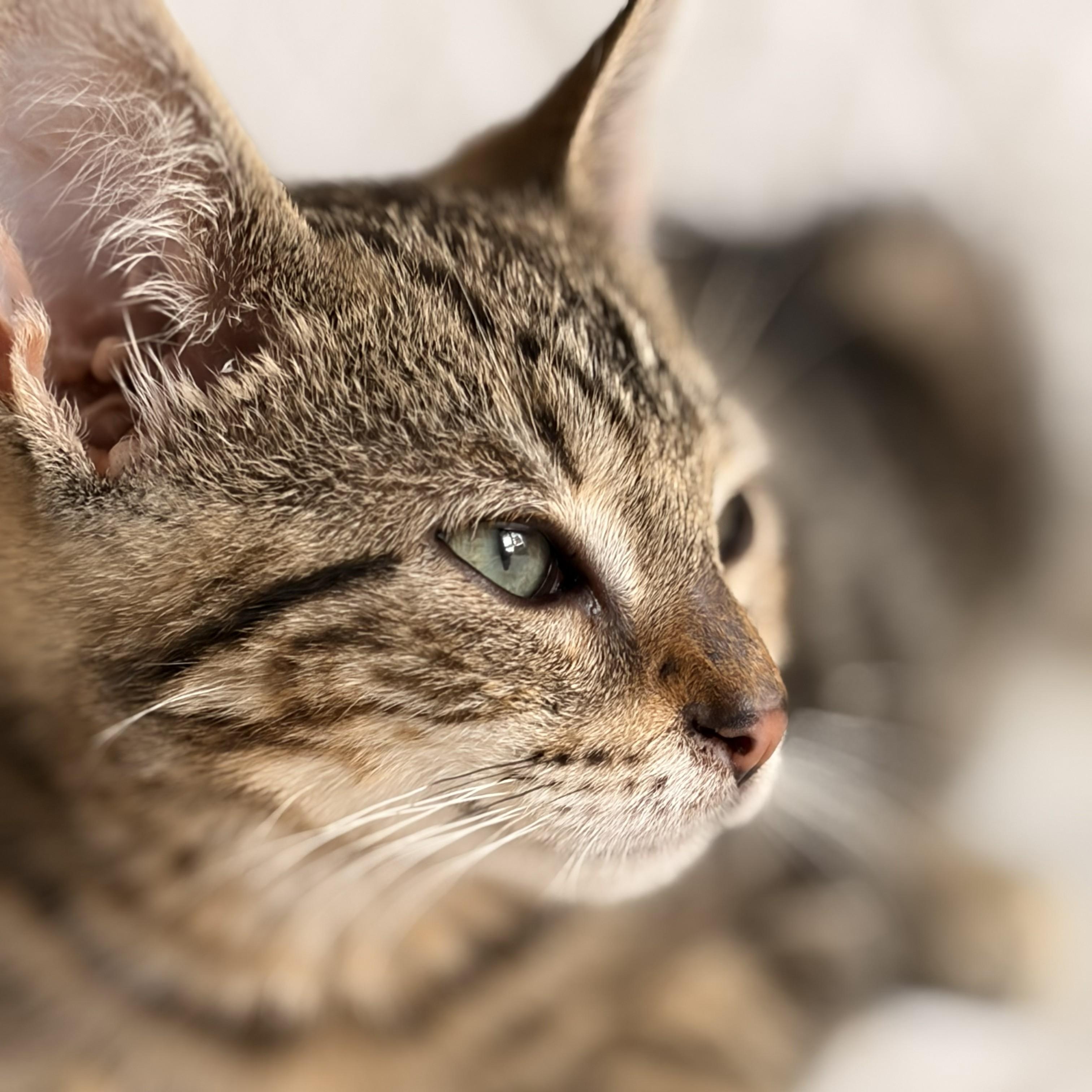 Enlarge Bubbles, a ADOPTABLE Domestic Short Hair in West Orange, NJ image 1/3
