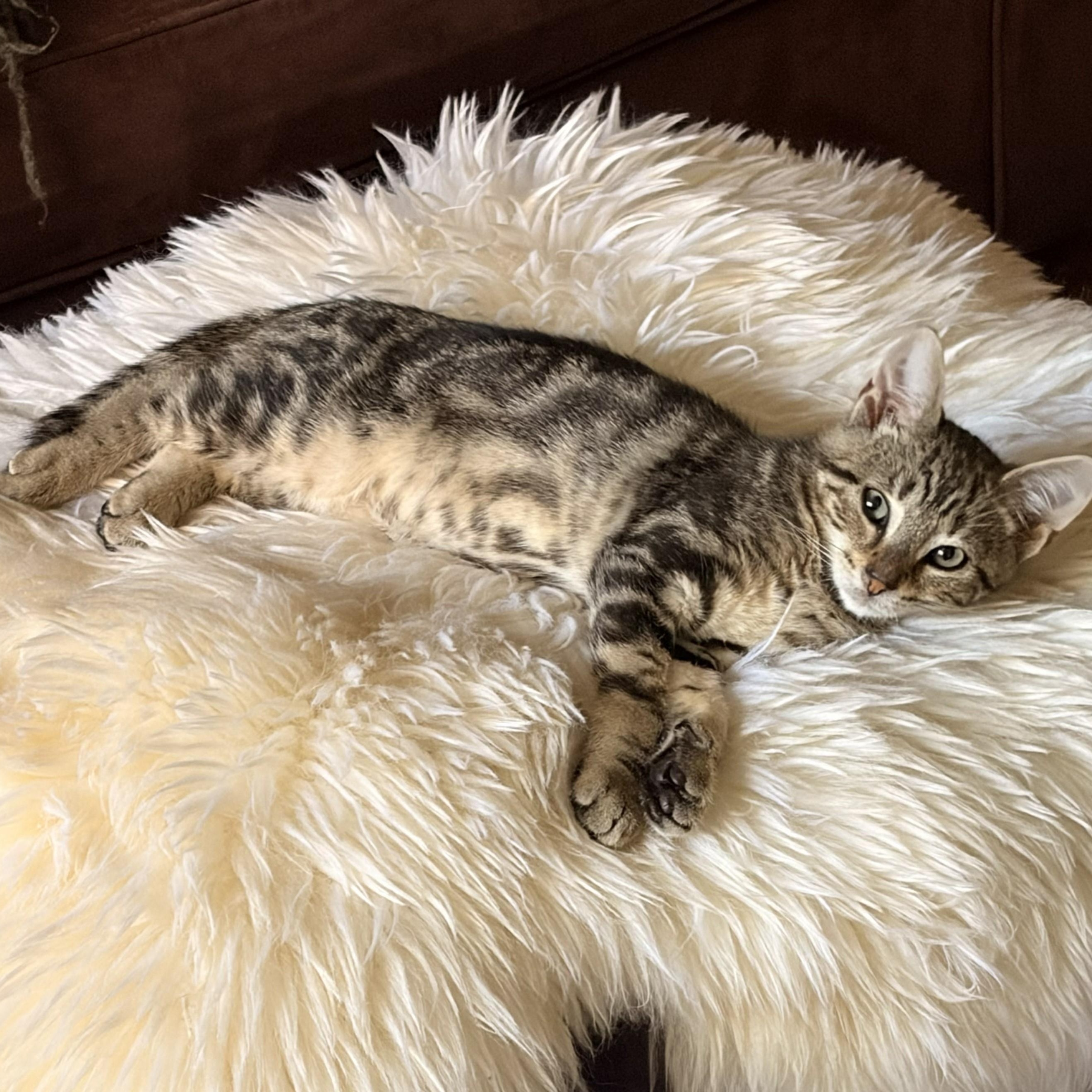 Enlarge Bubbles, a ADOPTABLE Domestic Short Hair in West Orange, NJ image 2/3