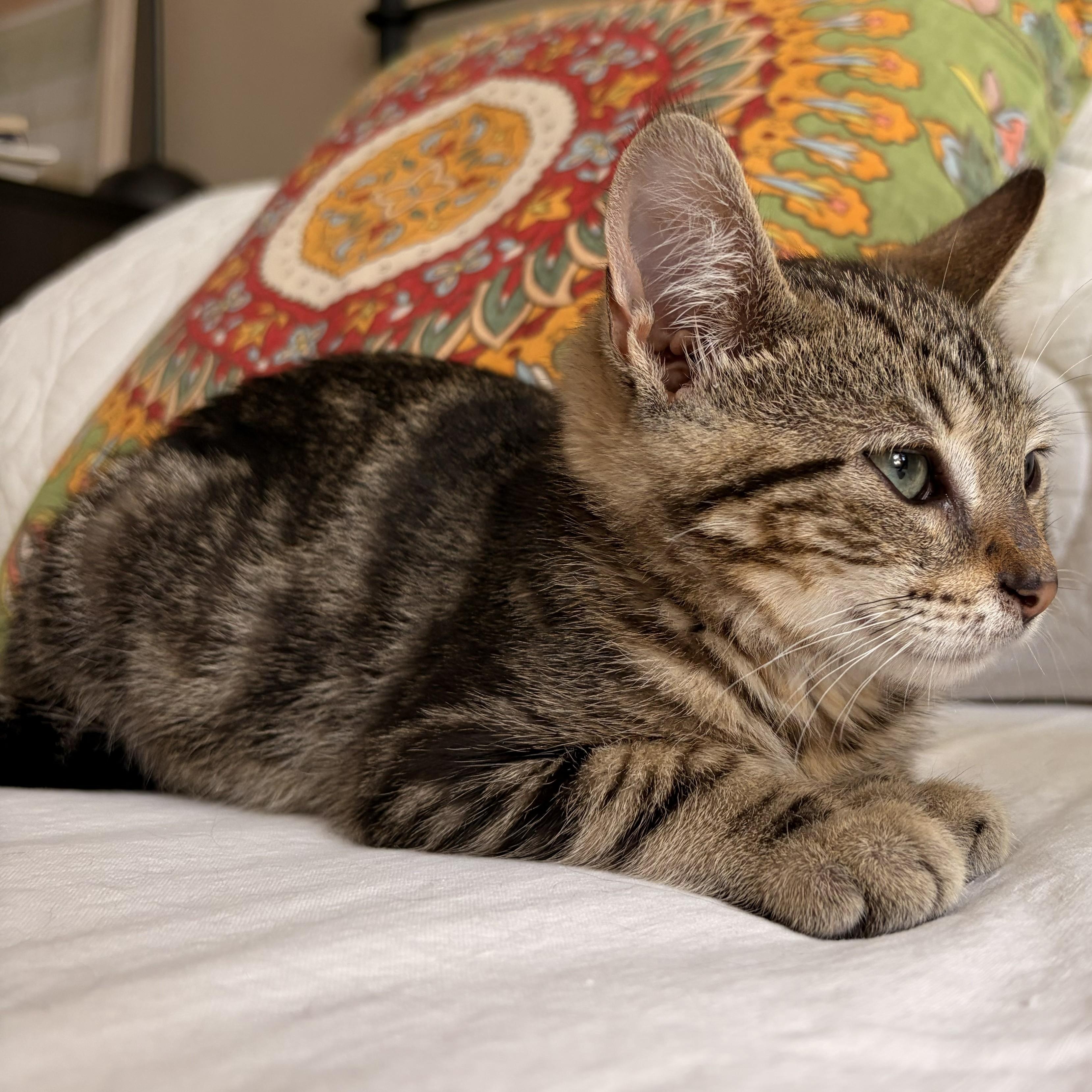 Enlarge Bubbles, a ADOPTABLE Domestic Short Hair in West Orange, NJ image 3/3