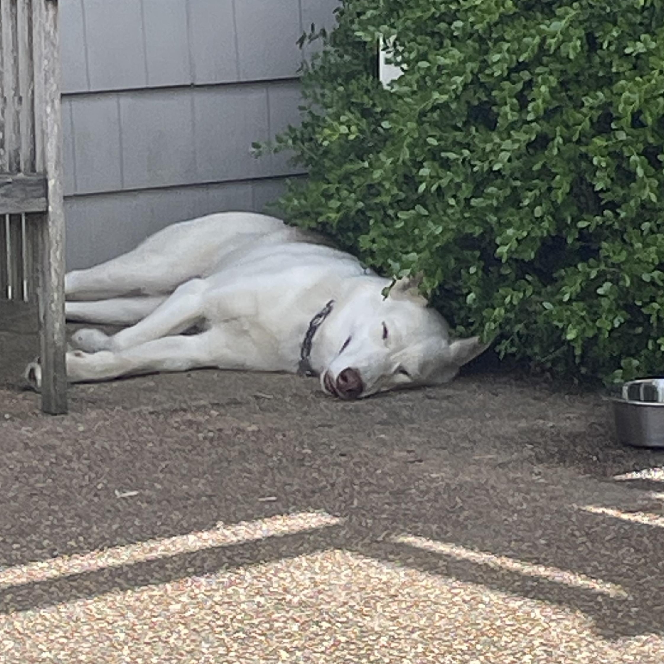 Enlarge Sugar, a ADOPTABLE mixed breed in Heathsville, VA image 6/6