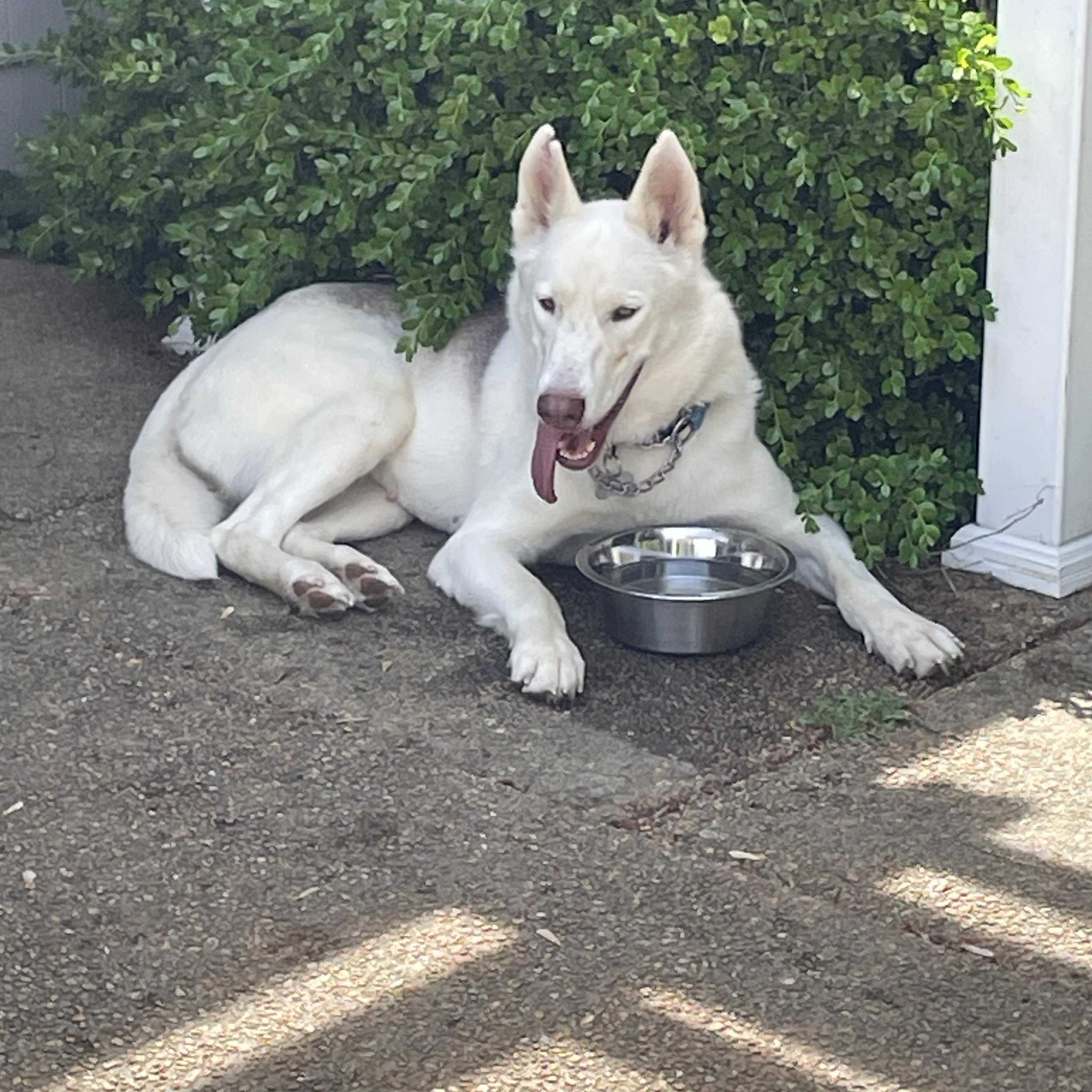 Enlarge Sugar, a ADOPTABLE mixed breed in Heathsville, VA image 5/6