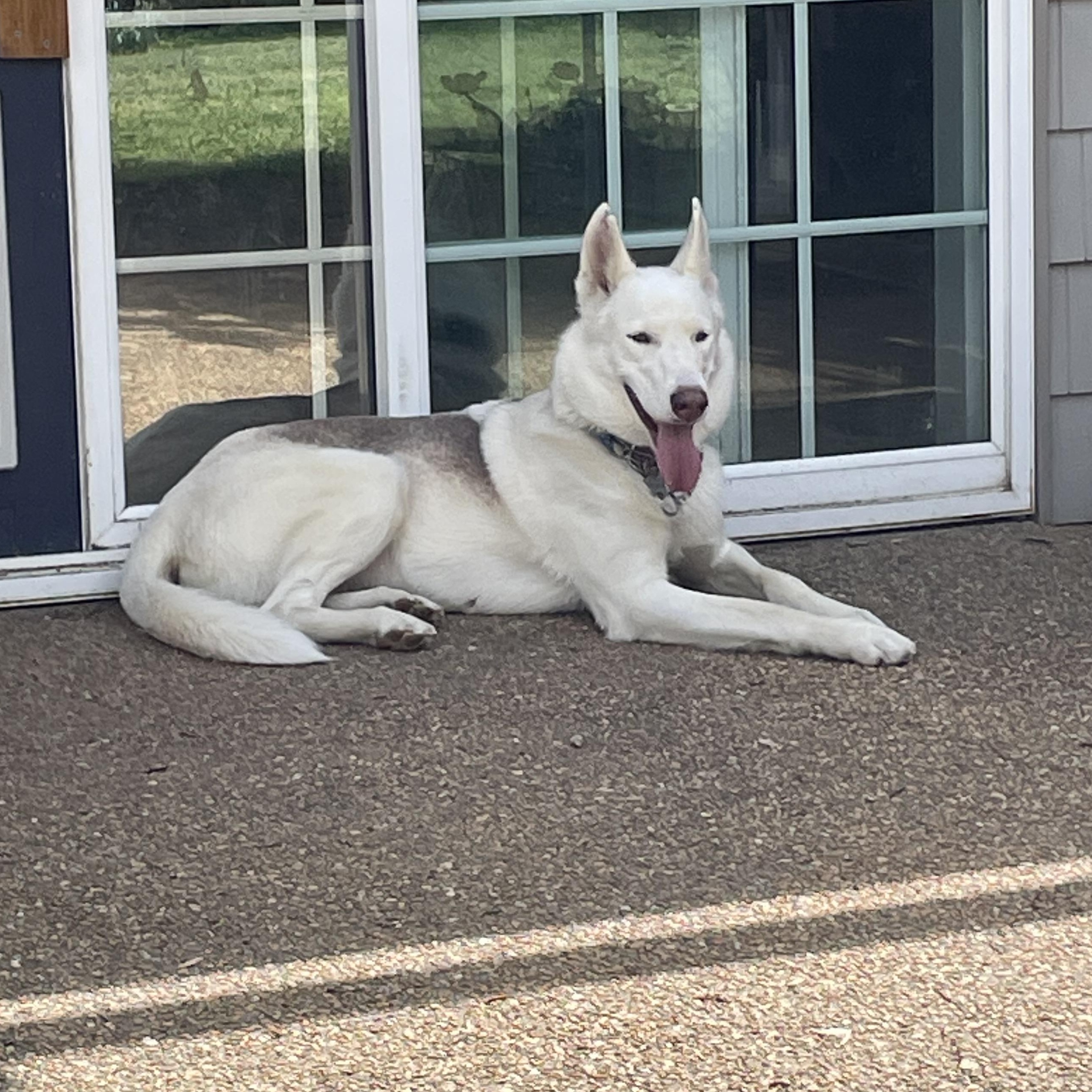Enlarge Sugar, a ADOPTABLE mixed breed in Heathsville, VA image 4/6