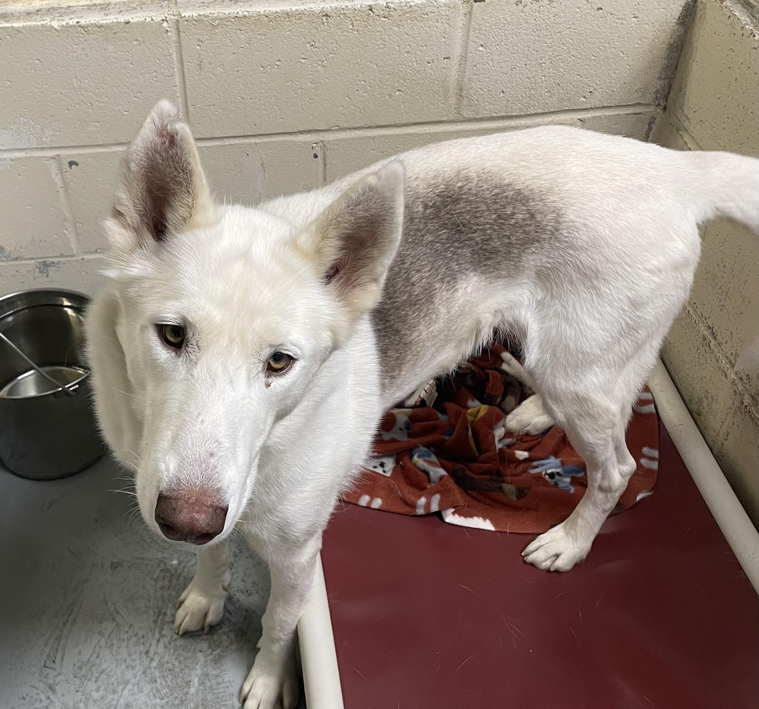 Enlarge Sugar, a ADOPTABLE mixed breed in Heathsville, VA image 2/6