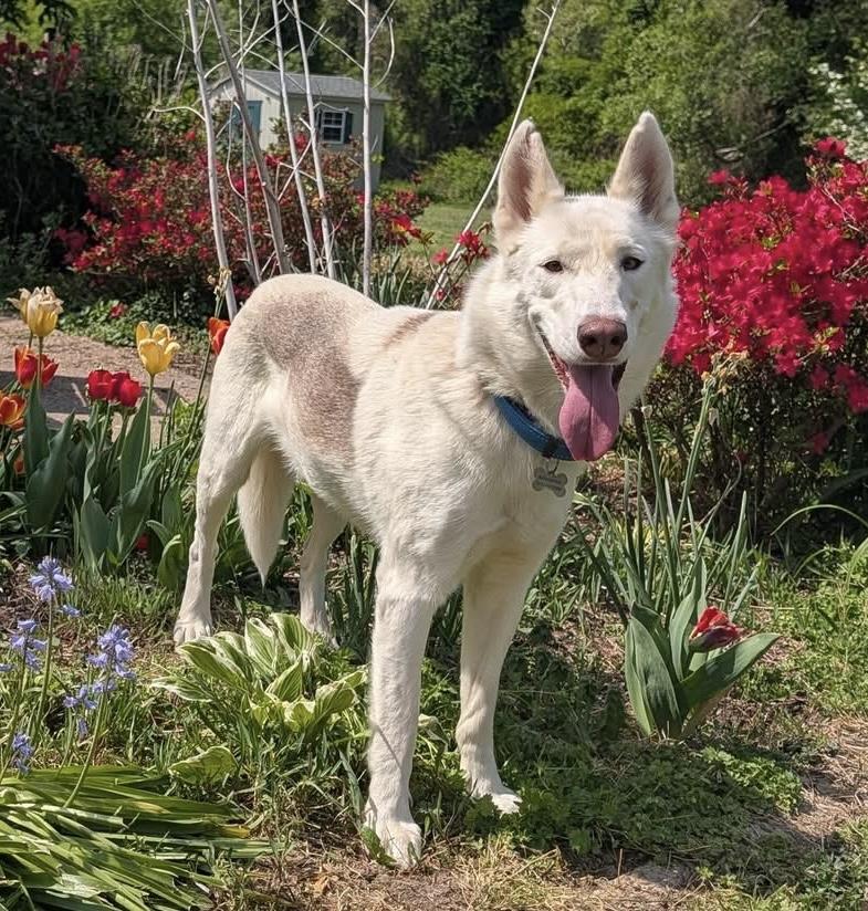Enlarge Sugar, a ADOPTABLE mixed breed in Heathsville, VA image 3/6