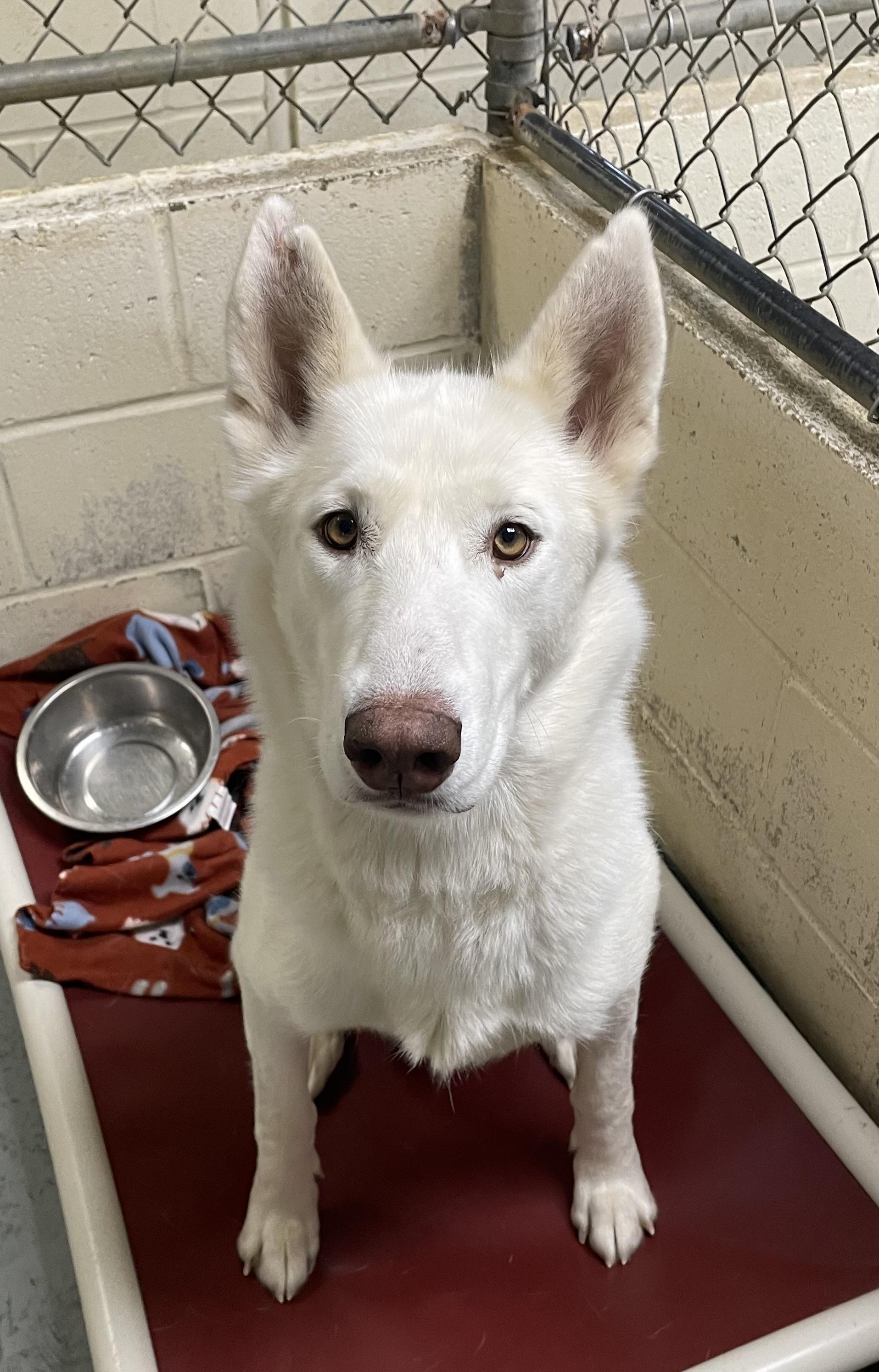 Enlarge Sugar, a ADOPTABLE mixed breed in Heathsville, VA image 1/6