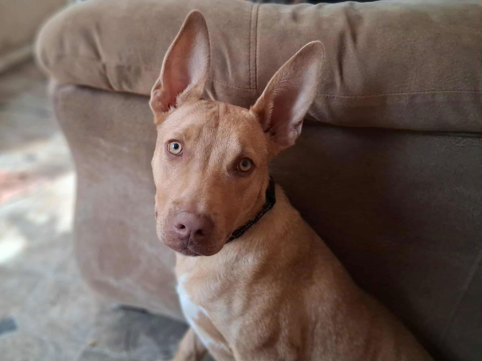 Awesome, Adoptable, Young Male Carolina Dog & Terrier.