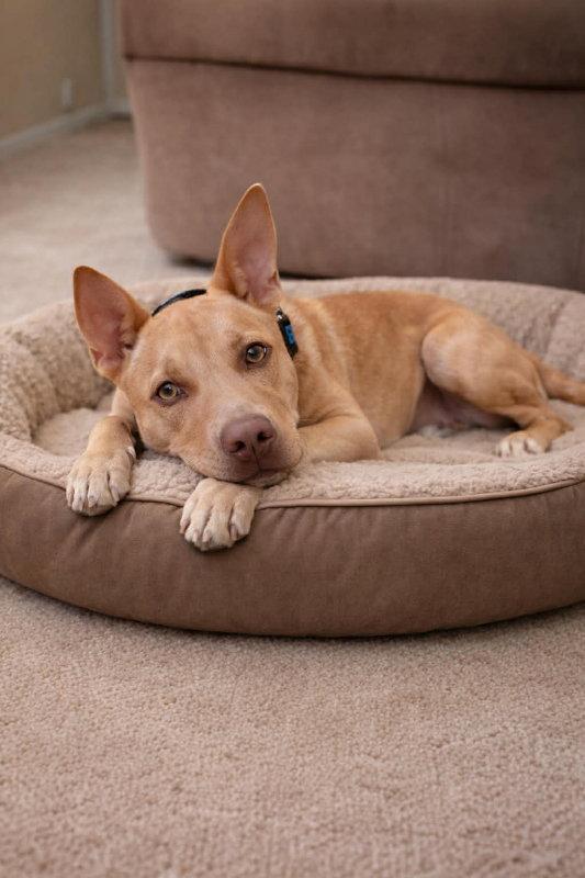 Enlarge Awesome, a Adoptable mixed breed in Mankato, MN image 2/3