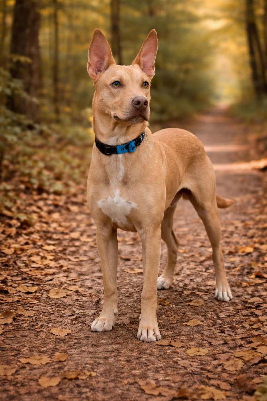 Enlarge Awesome, a Adoptable mixed breed in Mankato, MN image 3/3