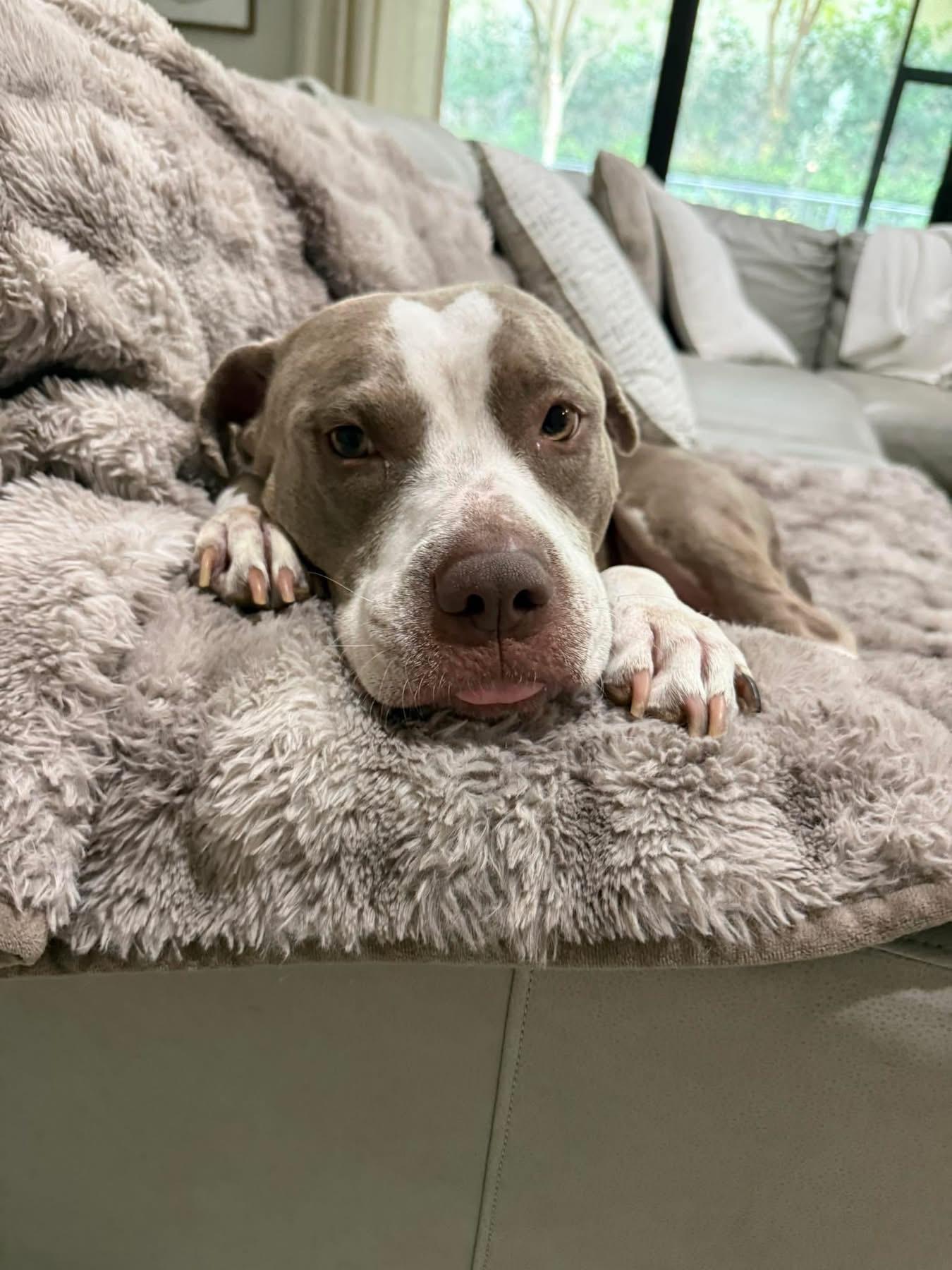 Luna, ADOPTABLE, Young Female Pit Bull Terrier.