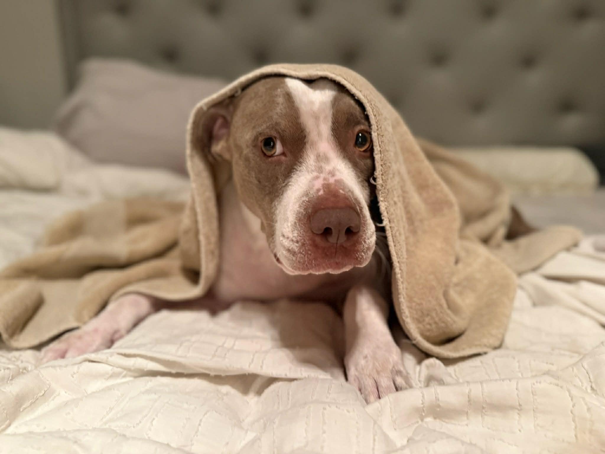 Luna, ADOPTABLE, Young Female Pit Bull Terrier.