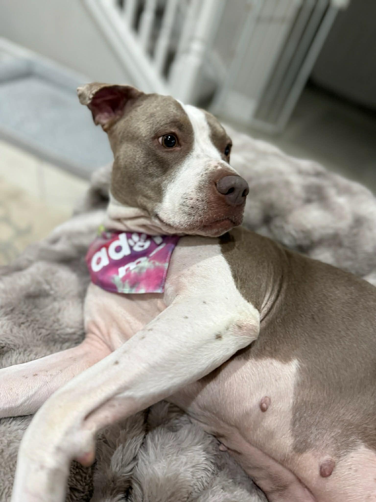 Enlarge Luna, a ADOPTABLE mixed breed in West Palm Beach, FL image 4/5