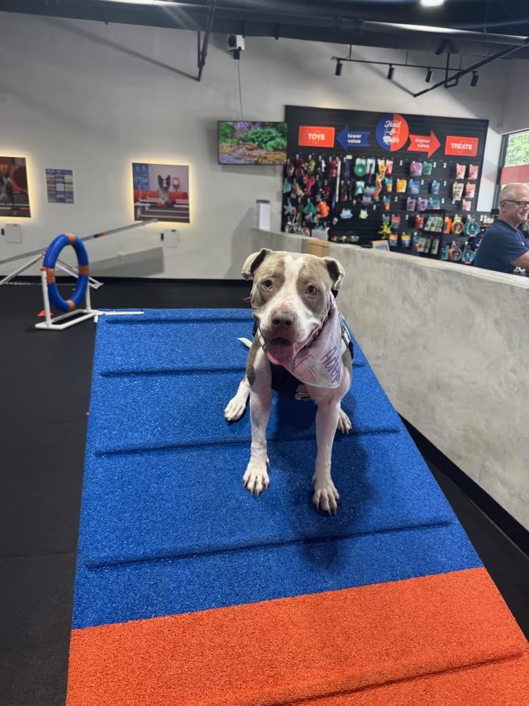 Luna, ADOPTABLE, Young Female Pit Bull Terrier.