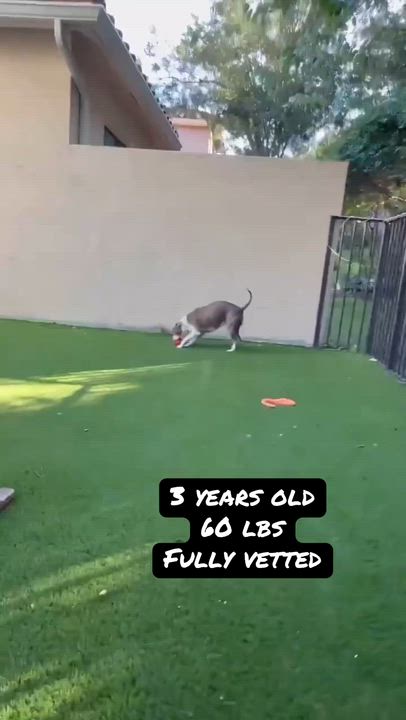 Enlarge Luna, a ADOPTABLE mixed breed in West Palm Beach, FL video 1/1