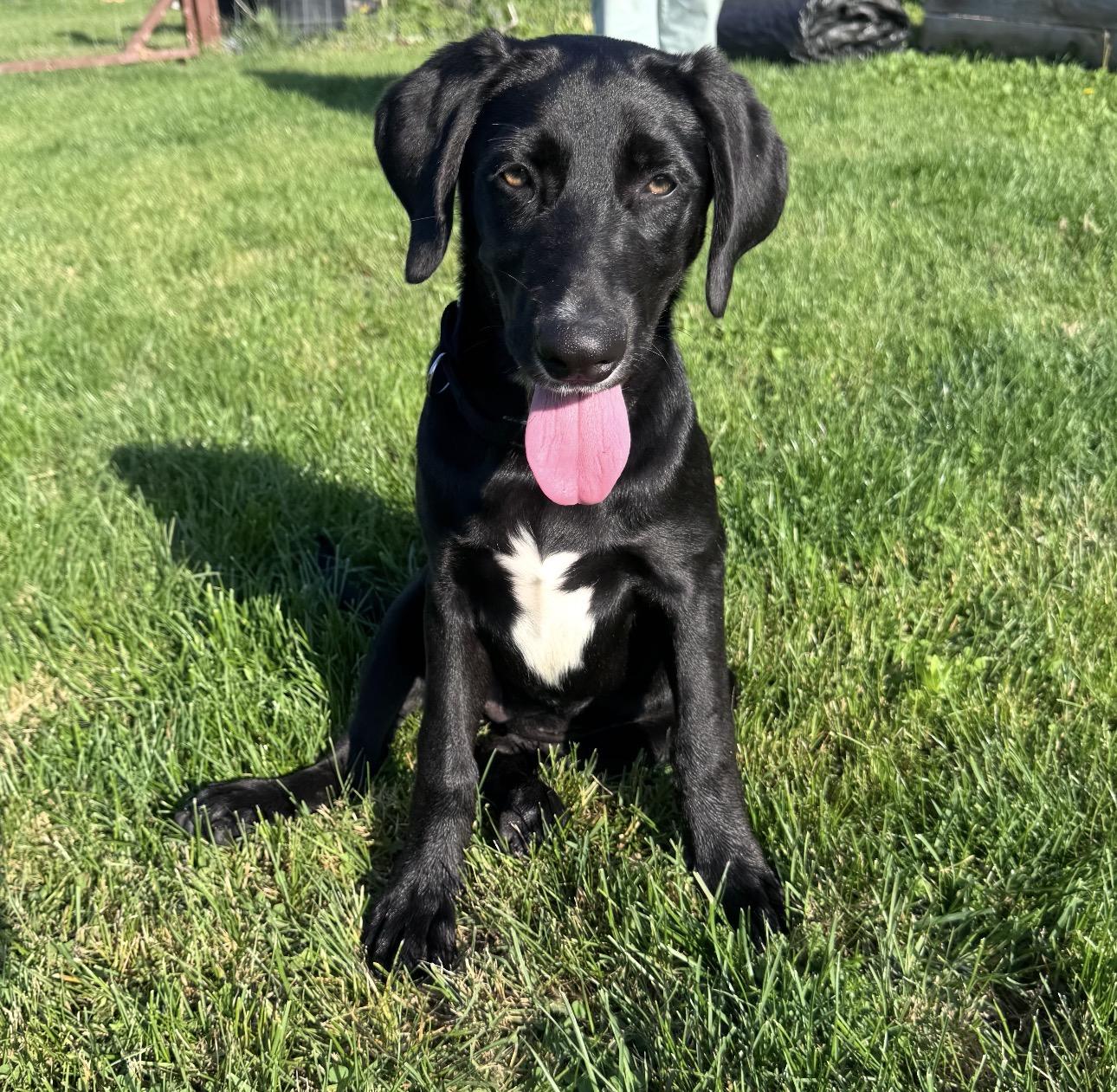 Jessy, a ADOPTABLE mixed breed in Kutztown, PA image 1/3