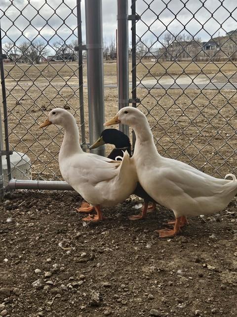 Enlarge DUKE, a Adoptable Duck in Brighton, CO image 1/1