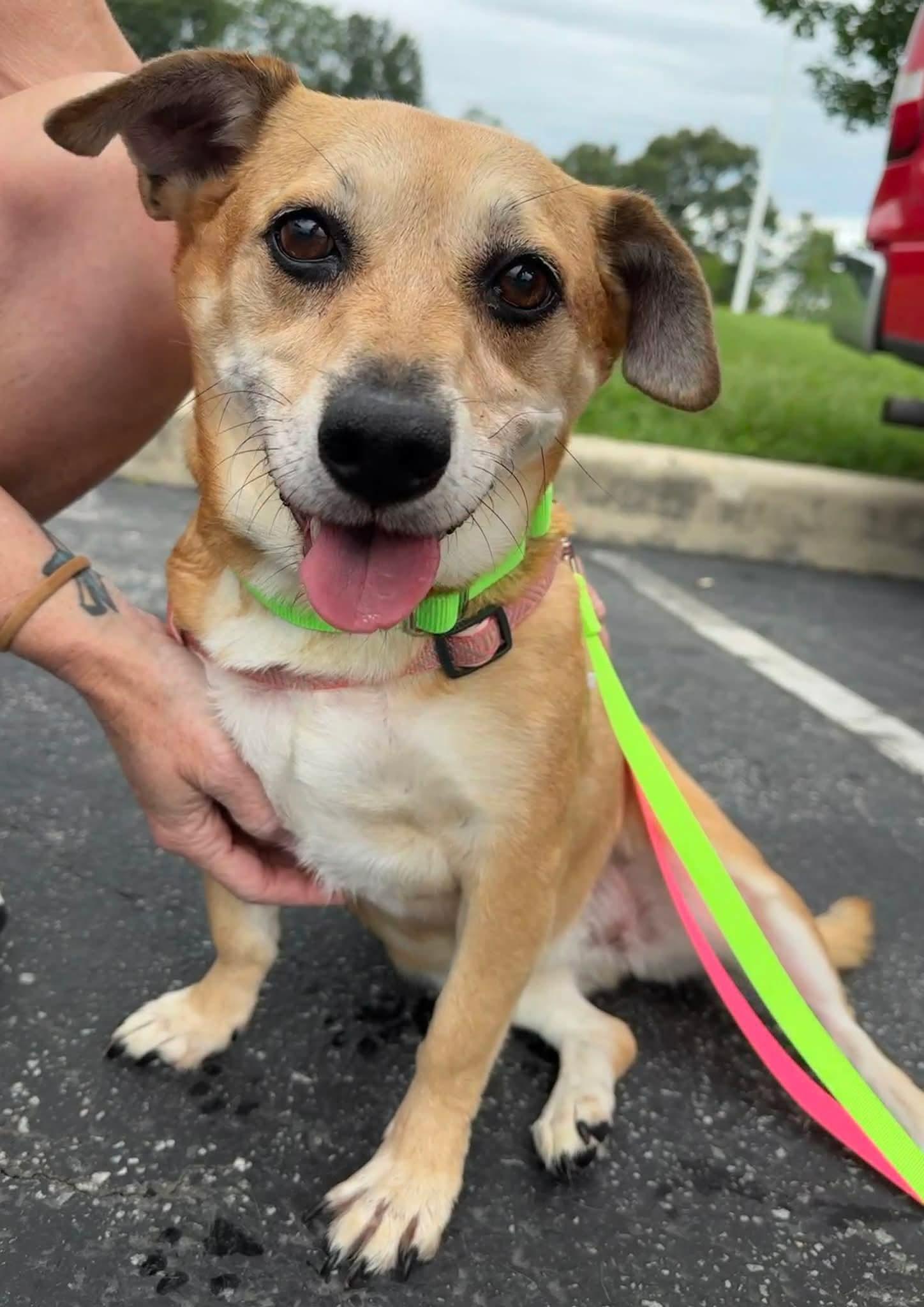 Ally, Adoptable, Adult Female Corgi.