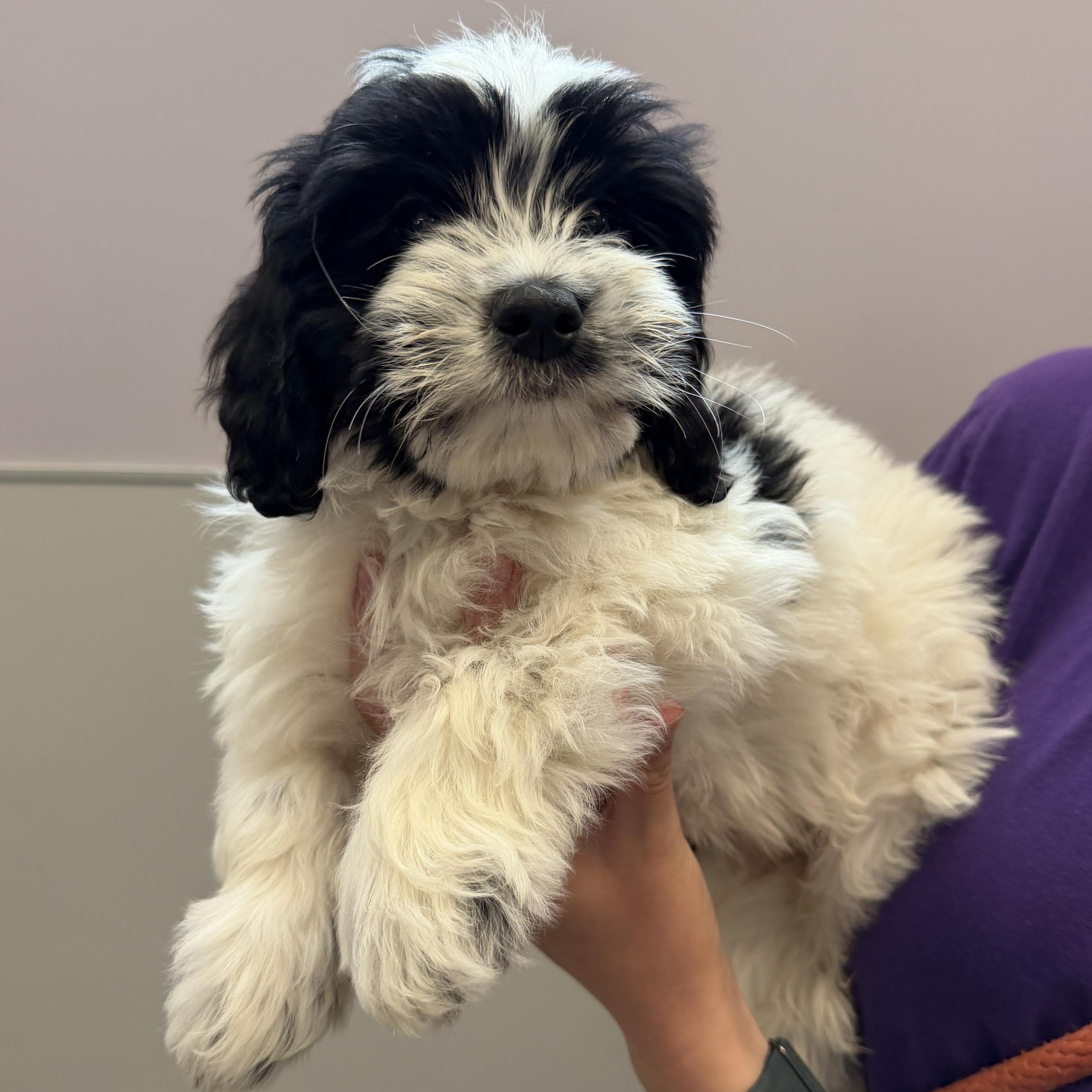 Laffy Taffy, adopted, Puppy Male Mixed Breed.
