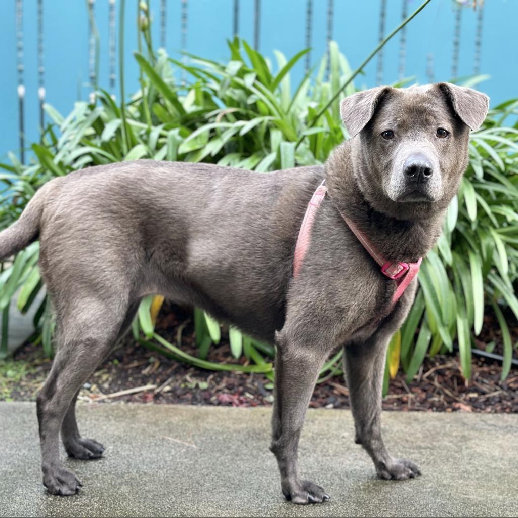 Enlarge Mihla, a Adoptable mixed breed in Pacific Grove, CA image 1/6