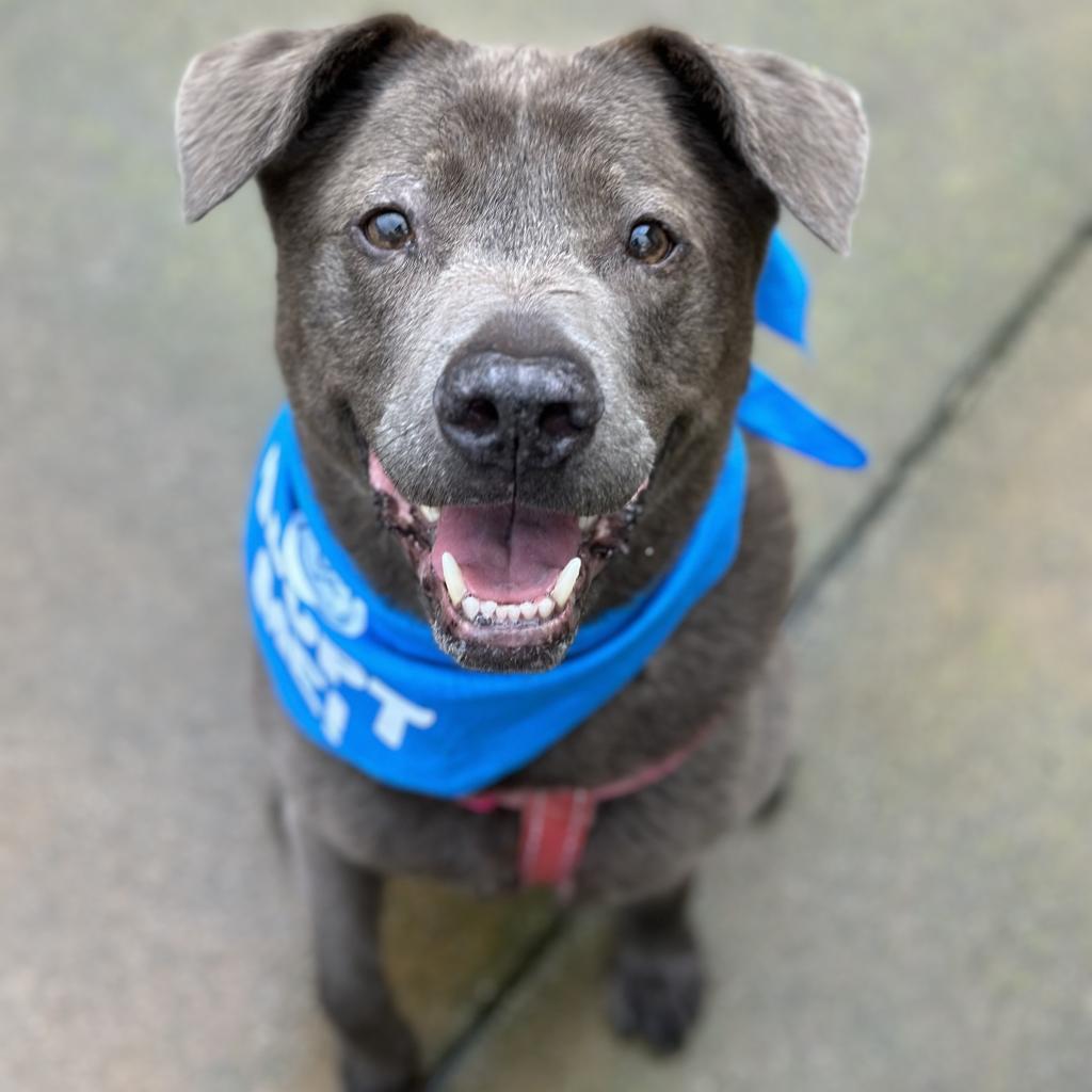 Enlarge Mihla, a Adoptable mixed breed in Pacific Grove, CA image 2/6