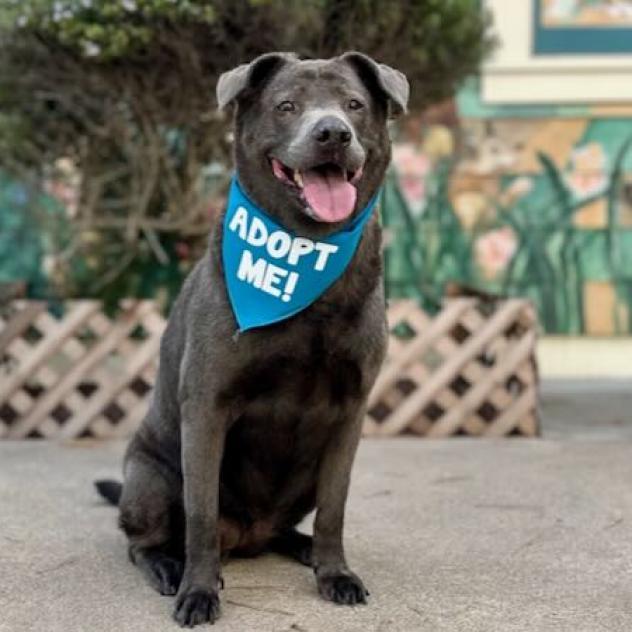 Enlarge Mihla, a Adoptable mixed breed in Pacific Grove, CA image 3/6