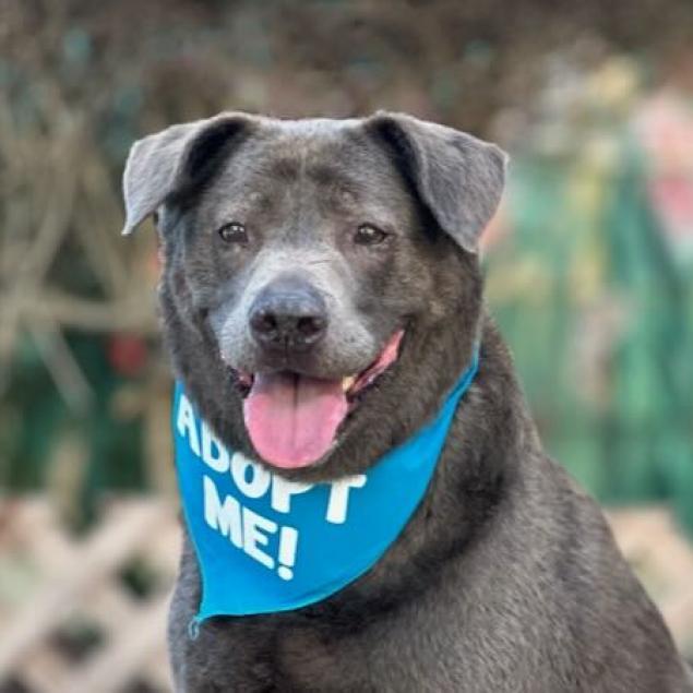 Enlarge Mihla, a Adoptable mixed breed in Pacific Grove, CA image 6/6