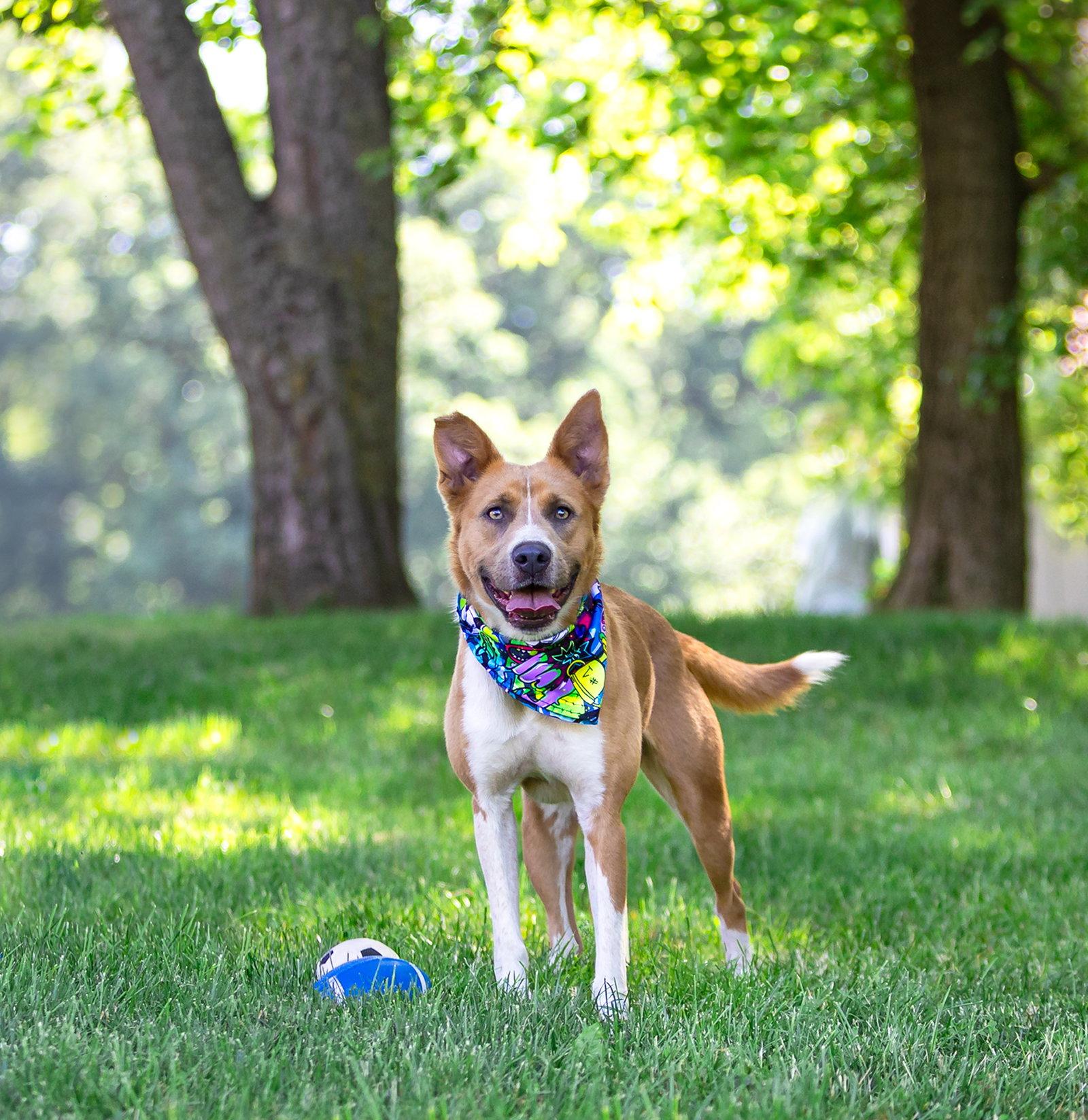 Archie, Adoptable, Young Male Labrador Retriever & Basenji.