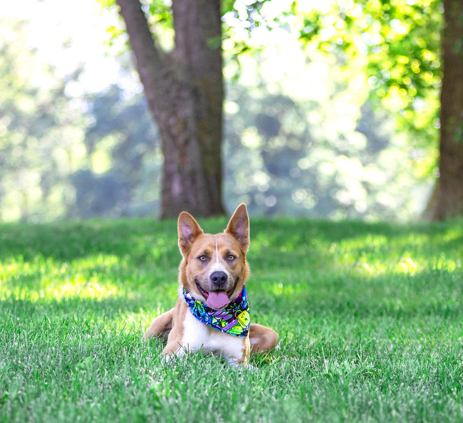 Archie, a Adoptable mixed breed in Coatesville, PA image 2/3