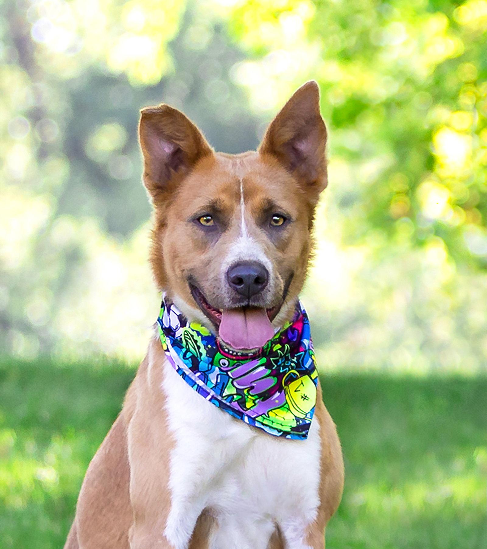 Archie, a Adoptable mixed breed in Coatesville, PA image 3/3