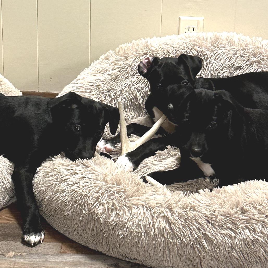 Indy, Adoptable, Young Male Border Collie.