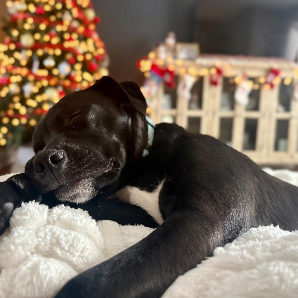 Indy, a Adoptable Border Collie in Muscatine, IA image 1/6