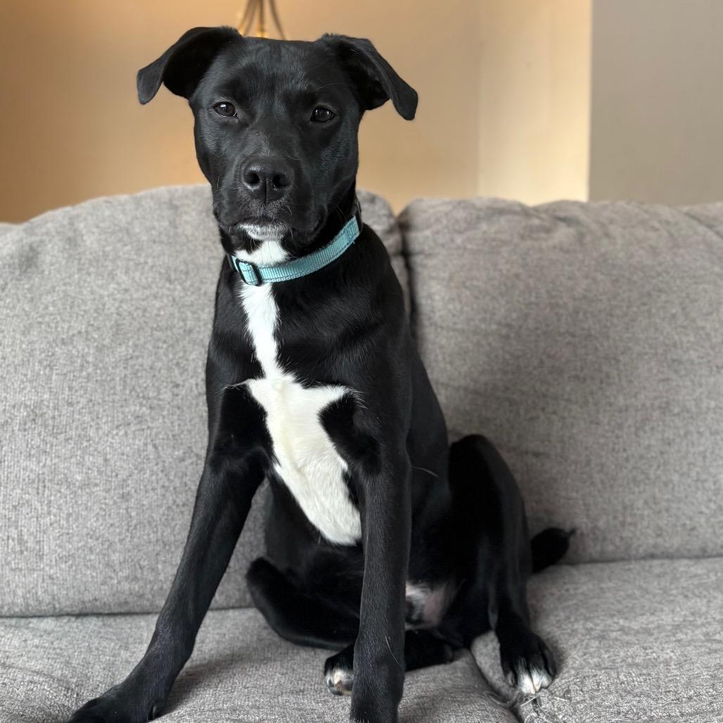 Indy, a Adoptable Border Collie in Muscatine, IA image 2/6