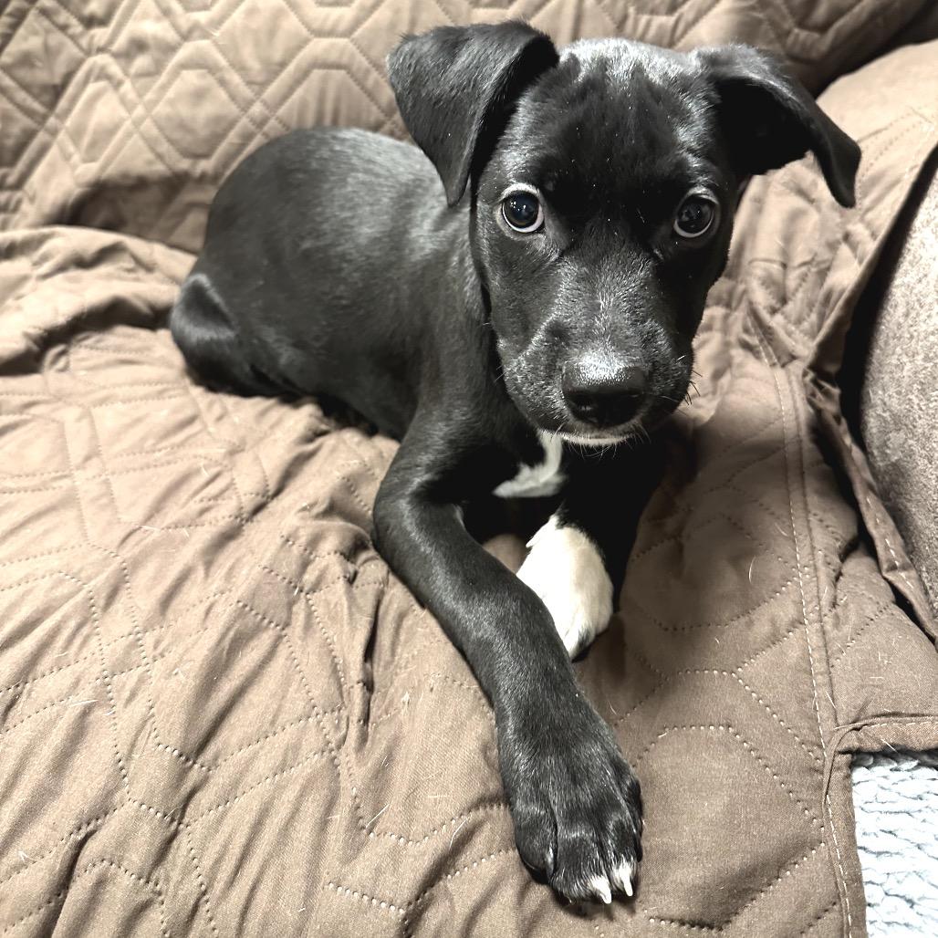 Enlarge Indy, a Adoptable Border Collie in Muscatine, IA image 2/6