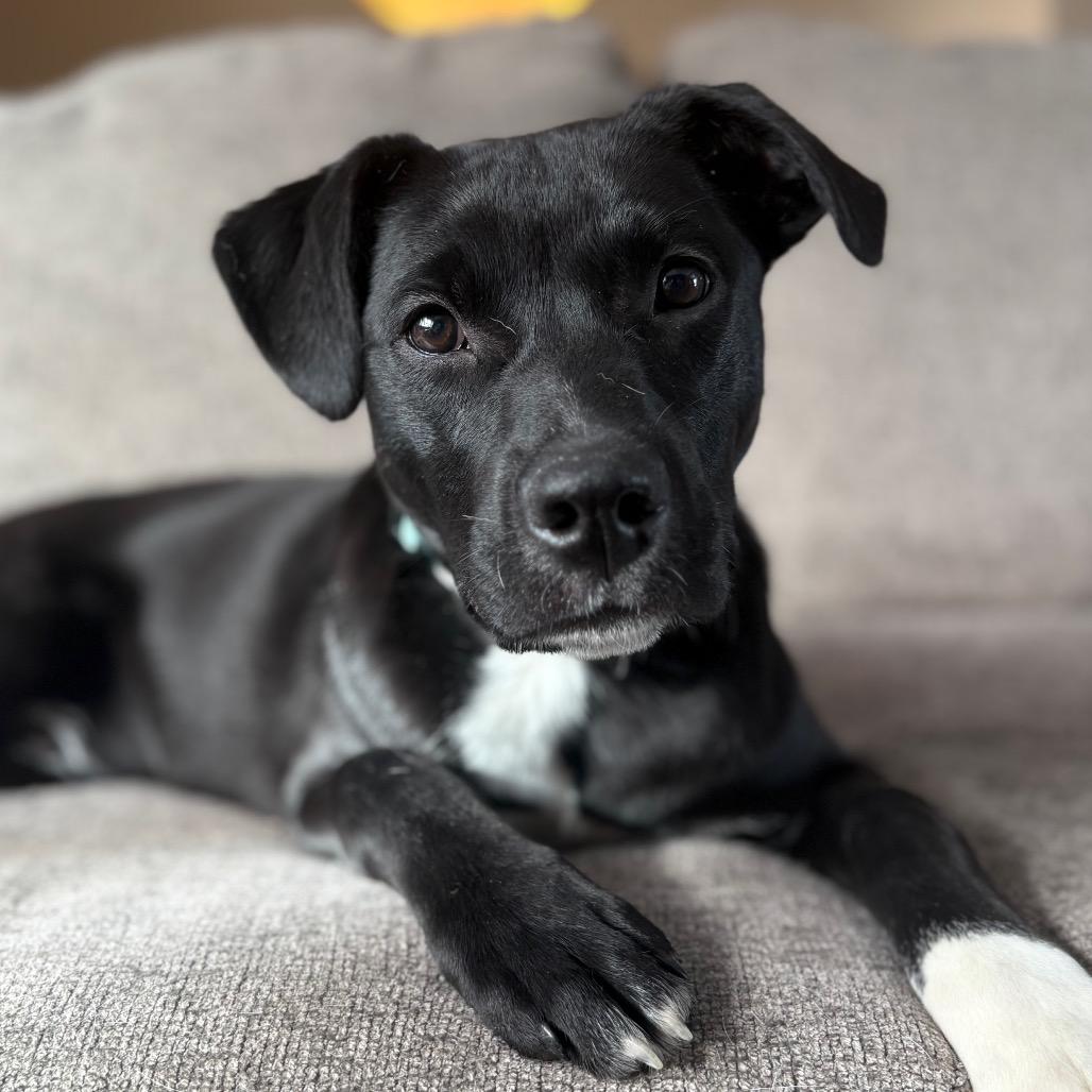 Indy, a Adoptable Border Collie in Muscatine, IA image 3/6