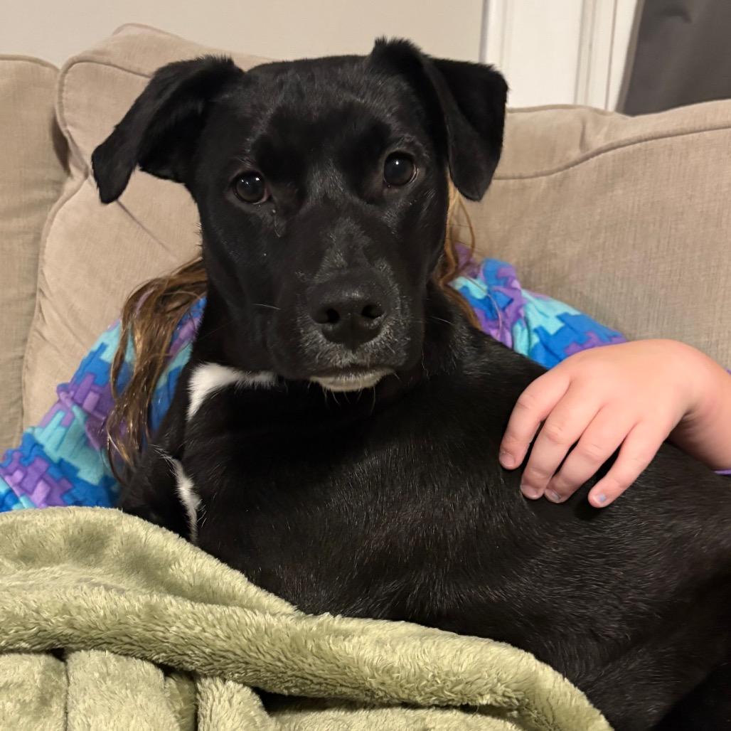 Indy, a Adoptable Border Collie in Muscatine, IA image 5/6
