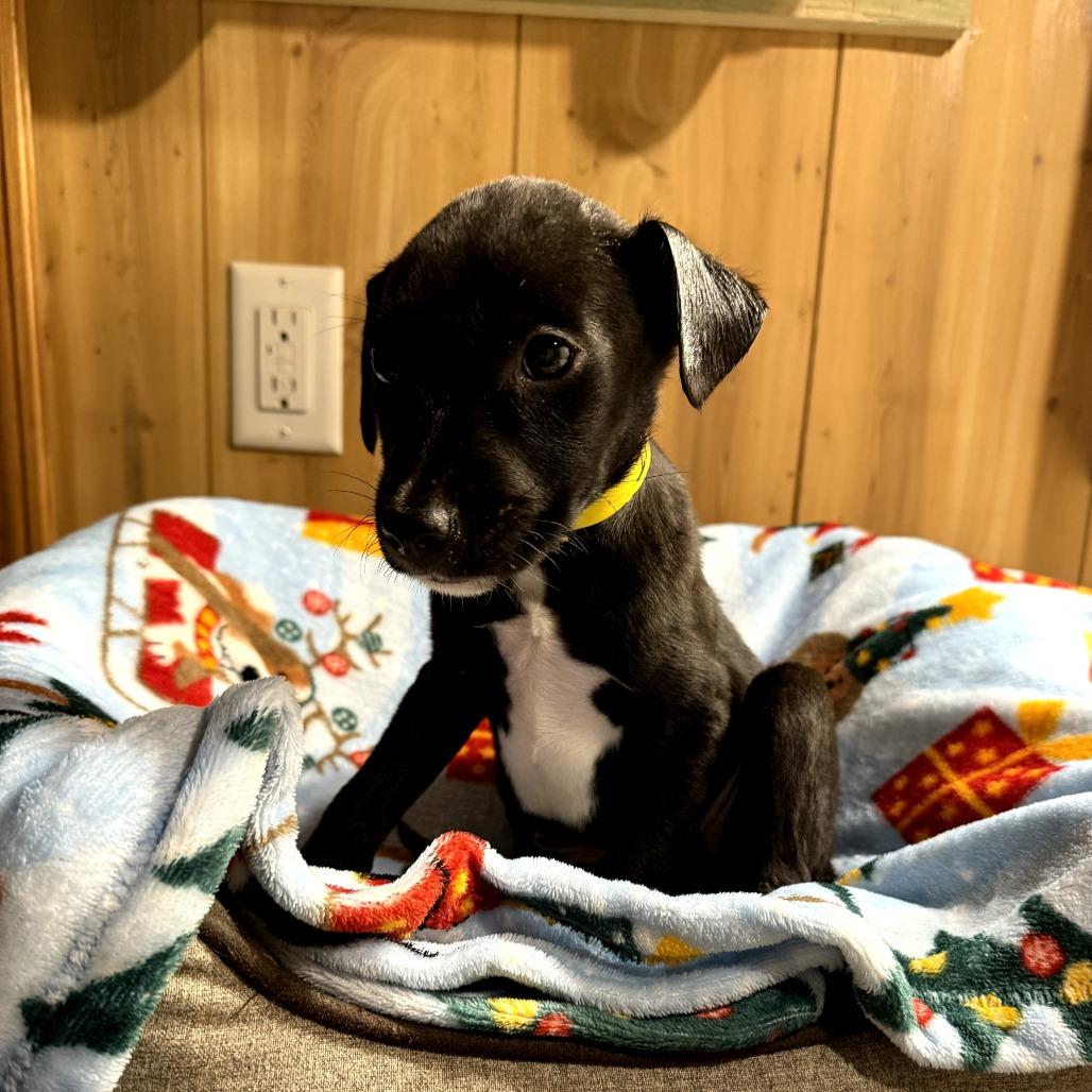 Enlarge Indy, a Adoptable Border Collie in Muscatine, IA image 6/6